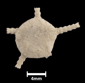 Media type: image;   Invertebrate Zoology OPH-444 Aspect: dorsal